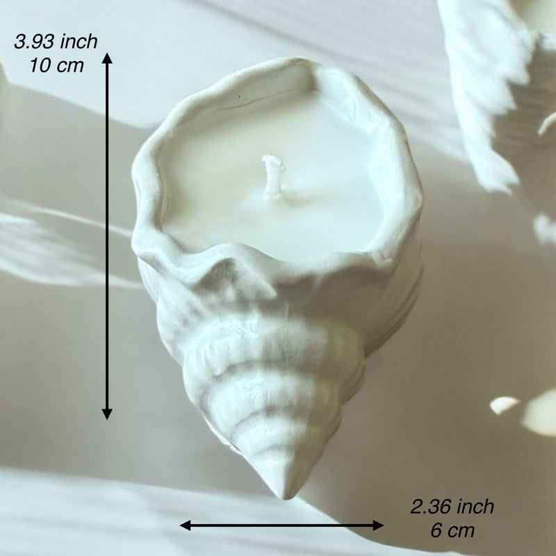 Concrete Shell, Decorative Candle, Coconut Apricot Luxury Wax.